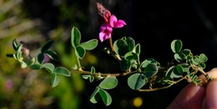 Indigofera vanzijlii