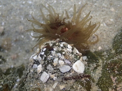 Isactinia olivacea