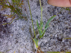 Othonna digitata