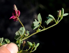 Indigofera vanzijlii