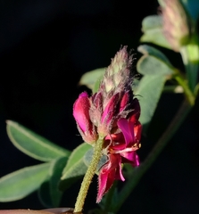 Indigofera vanzijlii