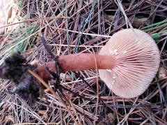 Lactarius hepaticus
