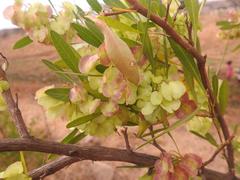 Dodonaea viscosa angustifolia