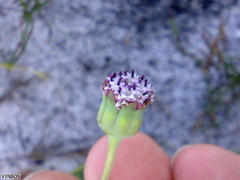Othonna digitata