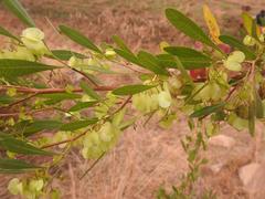 Dodonaea viscosa angustifolia
