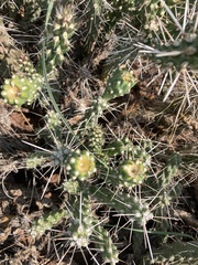 Cylindropuntia whipplei