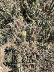 Cylindropuntia whipplei