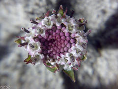 Othonna digitata