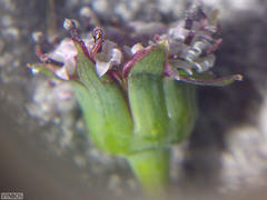 Othonna digitata