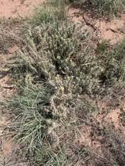 Cylindropuntia whipplei