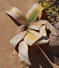 Ammocharis longifolia