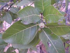 Ficus ingens