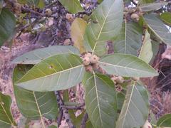 Ficus ingens