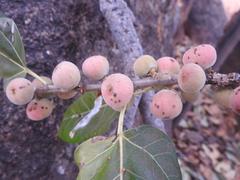 Ficus ingens