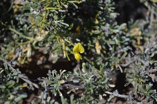 Namib Gannabush (Calobota acanthoclada)
