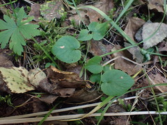 Viola rupestris