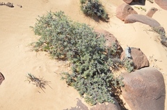 Calobota acanthoclada