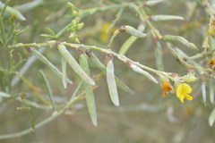 Calobota halenbergensis