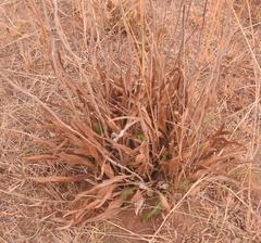 Helichrysum pallidum