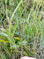 Omalotheca norvegica