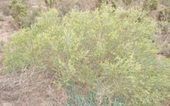 Calobota halenbergensis