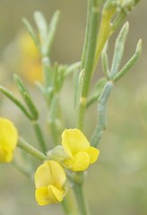 Calobota halenbergensis