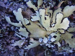 Xanthoparmelia hottentotta