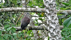 Ducula badia