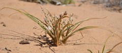 Chlorophytum viscosum