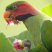 Long-tailed Parakeet - Photo (c) Cheong Weng Chun, some rights reserved (CC BY-NC), uploaded by Cheong Weng Chun