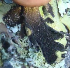 Xanthoparmelia hottentotta