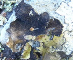 Xanthoparmelia hottentotta