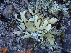 Xanthoparmelia hottentotta