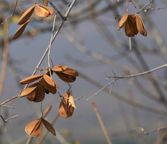 Pristimera longipetiolata