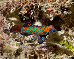 Synchiropus splendidus