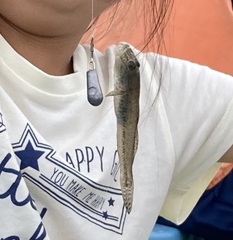 Acanthogobius flavimanus