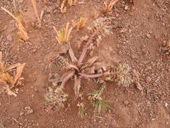 Ledebouria marginata