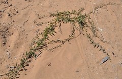 Convolvulus sagittatus