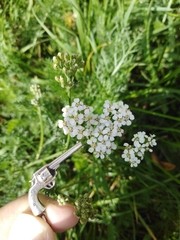 Achillea millefolium