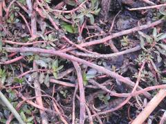 Ludwigia adscendens diffusa