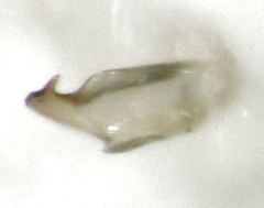 Micromimetus