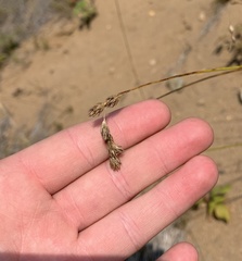 Carex foenea