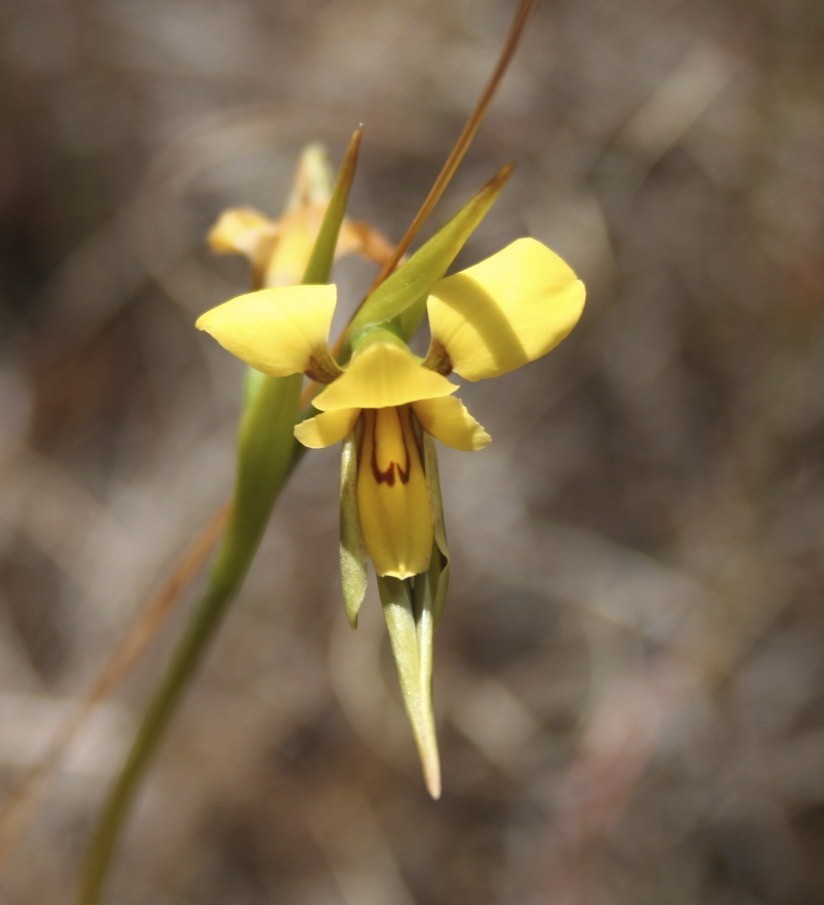 elegant donkey orchid