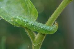 Cotachena histricalis