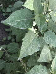 Solanum nigrum