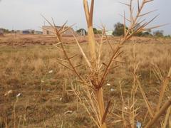Phragmites mauritianus