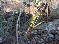 Epidendrum campestre