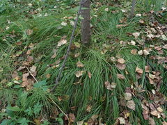 Carex pediformis macroura
