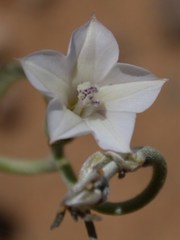 Convolvulus sagittatus