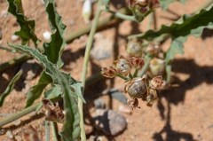 Convolvulus sagittatus